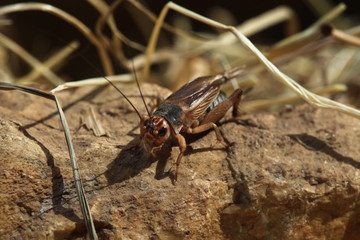 House cricket (Acheta domestica).