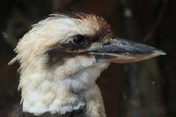 Laughing kookaburra (Dacelo novaeguineae).