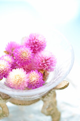 ピンクのセンニチコウのドライフラワー