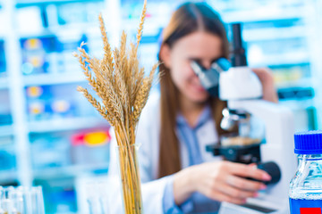 Research wheat crops in the laboratory