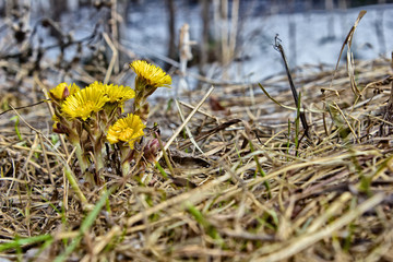 Spring flowers