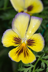 Yellow garden flower with drops of water in the garden