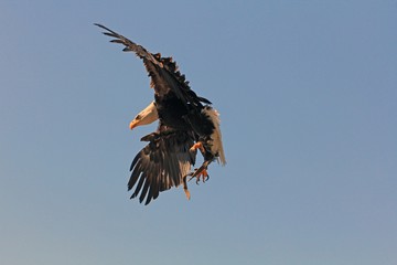 Raubvogel