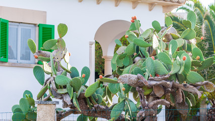 Mediterranes Haus mit Kakteengarten, Mallorca