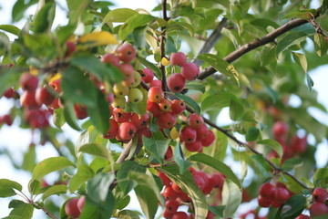 Маленькие яблоки на яблоне