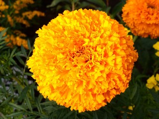 Бархотка махровая