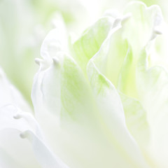 White Lotus petals