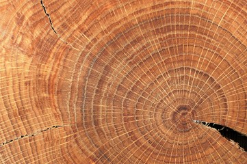 Oak split with crack and growth rings