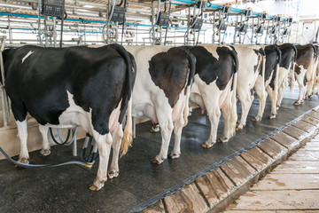 Dairy cow. cow in a farm