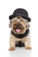 chien Yorkshire avec chapeau melon
