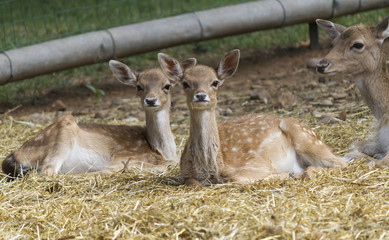 deer in the farm