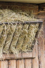 hay in the manger