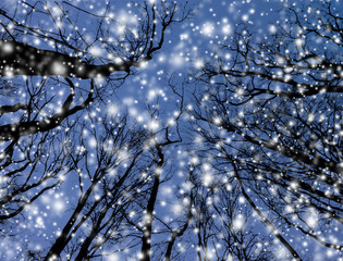 Kahle Bäume vor Schneehimmel