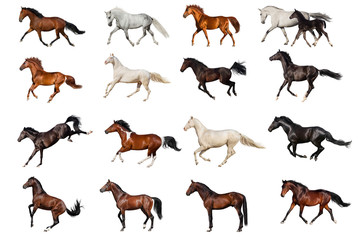 Horse collection