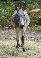 Fototapeta premium donkey on the farm