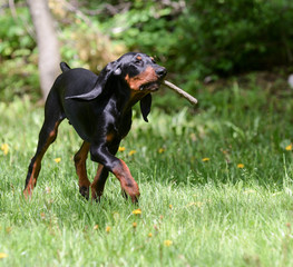 dog playing fetch