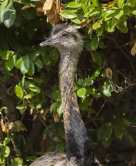 ostrich in the leaves on the farm