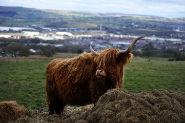 Long Horns on the Highland Cow