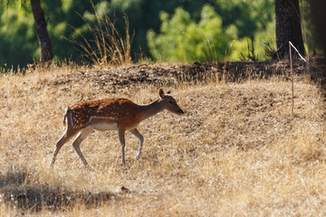 Gamos en el Monte del Pardo, en Madrid