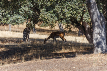 Gamos en el Monte del Pardo, en Madrid
