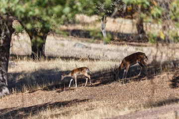 Gamos en el Monte del Pardo, en Madrid
