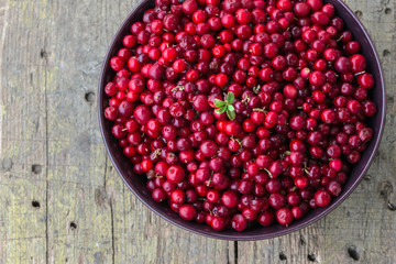 Frisch gepflückte Cranberrys
