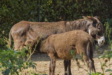 donkey suckling on the farm