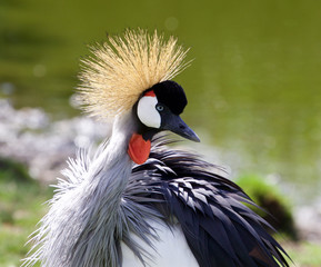 Fototapeta premium The portrait of the beautiful East African Crowned Crane
