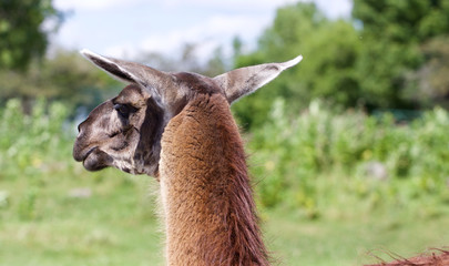 The beautiful close-up of the lama looking afield