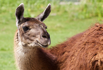 Fototapeta premium Close-up of the beautiful lama