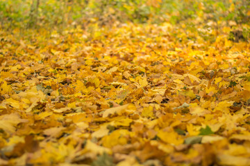 Multicolored autumn leaves in the park on the ground