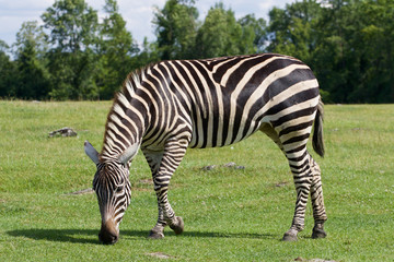 Fototapeta na wymiar Zebra is going through the grass field
