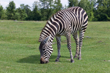 Fototapeta na wymiar Zebra on the sunny day