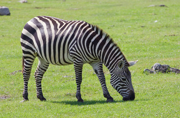 Fototapeta na wymiar Beautiful zebra