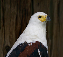 African Fish Eagle close-up