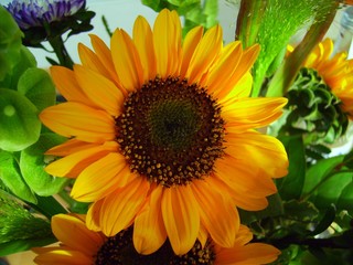 Obraz premium Sonnenblume