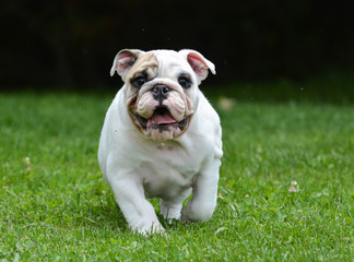 Obraz premium young english bulldog puppy running in the grass