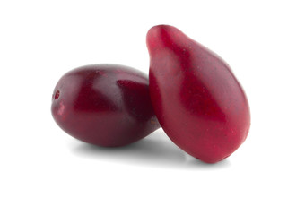 berries dogwood on a white 