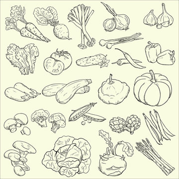 Vector collection of vegetables. Vegetables