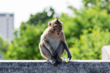 a monkey on the wall