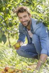 Young man picking organic Apples into the Orchard.