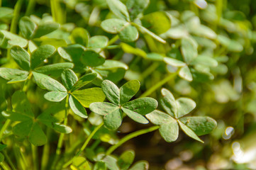 Green Shamrock clover on sunlight