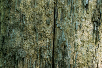 wooden texture