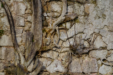 Tree roots growing in a wall