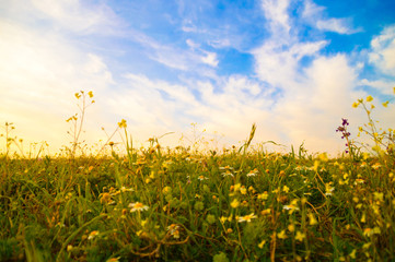 Flower meadow at sunset