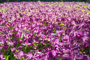 Fototapeta premium Field of purple tulips