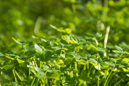 Green Shamrock clover meadow on sunlight