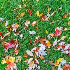 Colorful autumn leaves on green lawn
