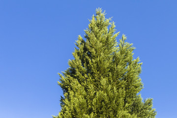 Tree green blue sky spring