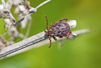 Пастбищный клещ (Dermacentor marginatus). Клещ в ожидании жертвы